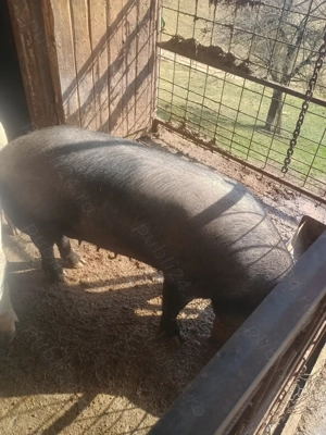 Vând scroafa crescută în gospodărie  - imagine 4