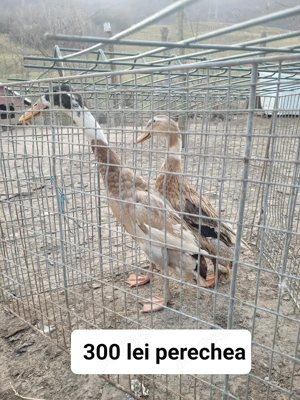 Rațe indiene alergătoare - imagine 5