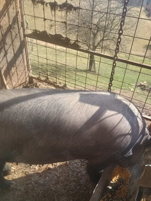 Vând scroafa crescută în gospodărie  - imagine 2