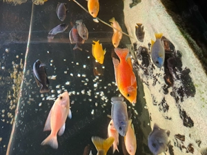 Vând acvariu de 500 l cu ciclide complet utilat  - imagine 3