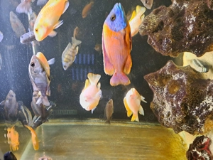 Vând acvariu de 500 l cu ciclide complet utilat  - imagine 2