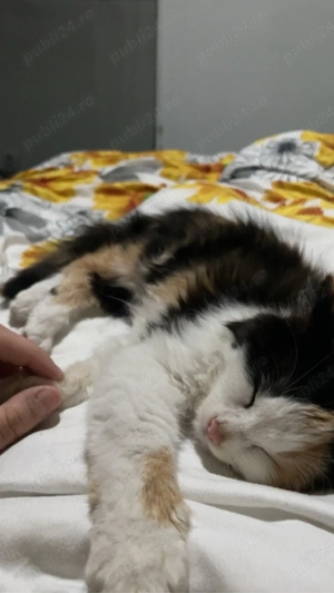 donez pisica  - imagine 4