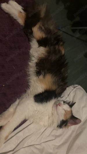 donez pisica  - imagine 3