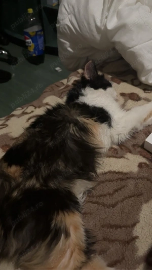 donez pisica  - imagine 5