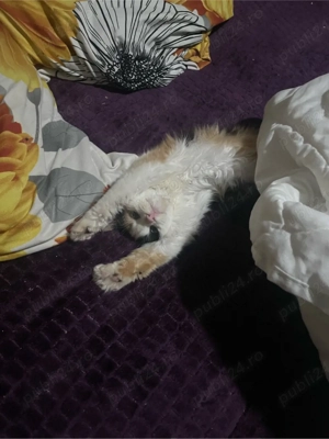 donez pisica  - imagine 2