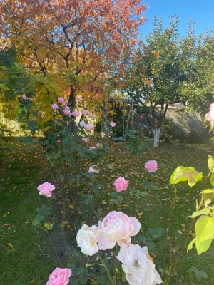 2 Case + 3074 mp | 110.000   | Oportunitate rara in zona Corcova - imagine 4