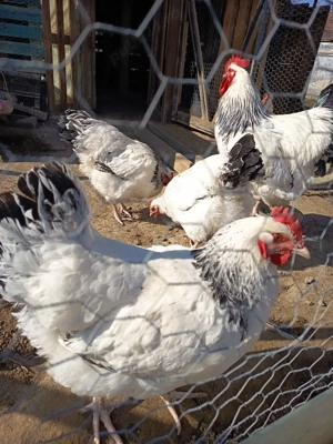 Găini de rasă - imagine 2
