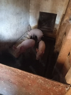 Purcei de vânzare - imagine 3