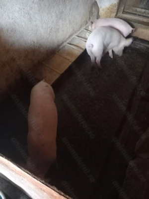 Purcei de vânzare - imagine 4