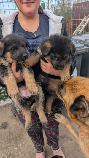 Pui Ciobanesc German - imagine 4