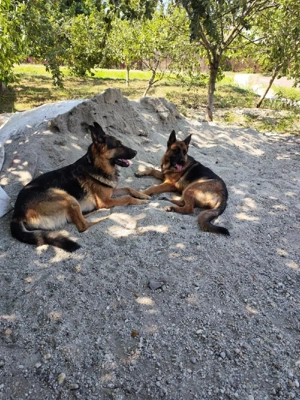 Pui Ciobanesc German - imagine 3