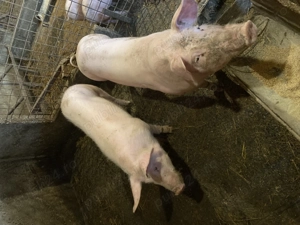 Purcele de vânzare  - imagine 3