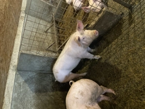 Purcele de vânzare  - imagine 4