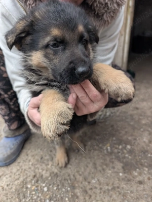 Pui Ciobanesc German