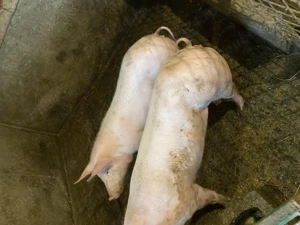 Purcele de vânzare  - imagine 2