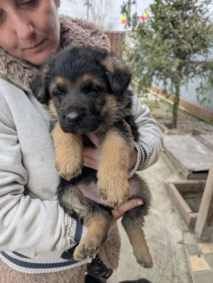 Pui Ciobanesc German - imagine 5