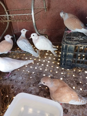 Turturele râzatoare moțate