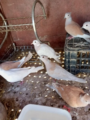 Turturele râzatoare moțate - imagine 3