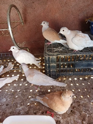 Turturele râzatoare moțate - imagine 4