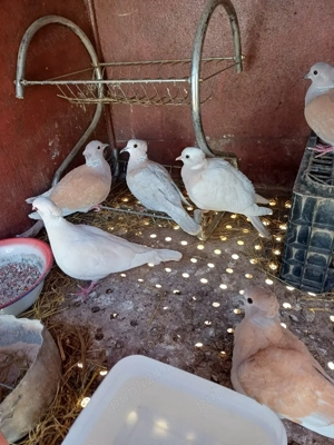 Turturele râzatoare moțate - imagine 5