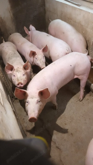 Scrofite reproductie