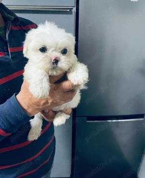 Vand shih tzu 2 luni vaccinat si deparazitat - imagine 2