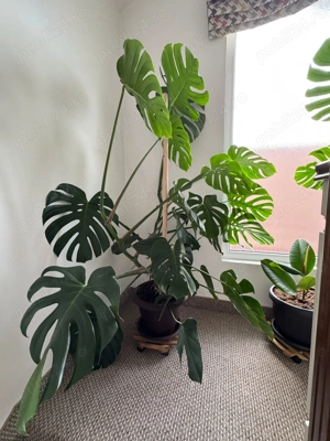  Monstera Deliciosa Superbă   Plantă Matură 1.30m înălțime (Ideală Birou Living)