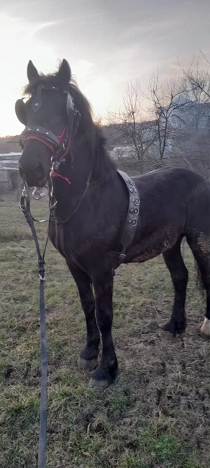 De vanzare caii! - imagine 3