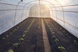 2 Case + 3074 mp | 110.000   | Oportunitate rara in zona Corcova - imagine 8