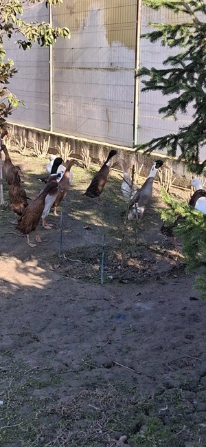 Rațe indiene tinere de anul trecut  - imagine 3