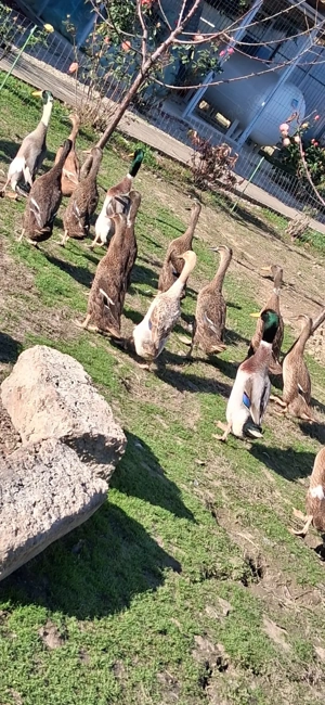 Rațe indiene tinere de anul trecut  - imagine 4