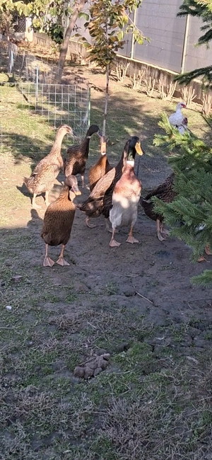 Rațe indiene tinere de anul trecut  - imagine 2