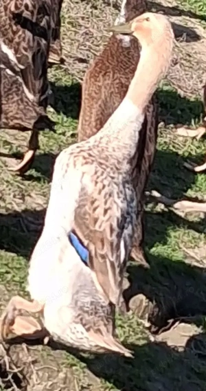 Rațe indiene tinere de anul trecut  - imagine 5