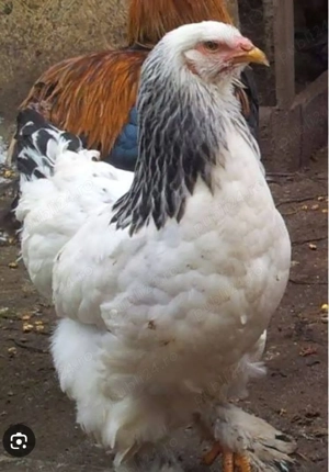 Vindem oua gaini Brahma - imagine 2