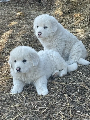 ciobanesc de bucovina - imagine 3