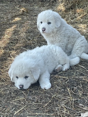 ciobanesc de bucovina - imagine 2