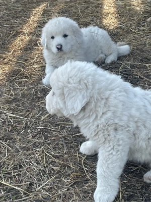 ciobanesc de bucovina - imagine 4