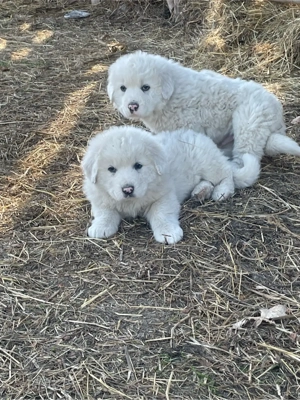 ciobanesc de bucovina - imagine 5