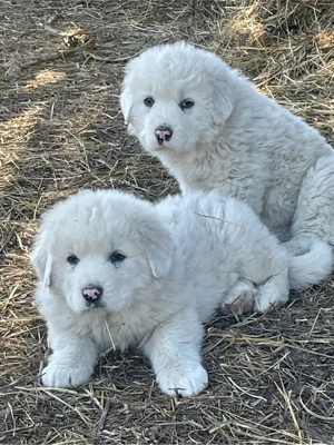 ciobanesc de bucovina