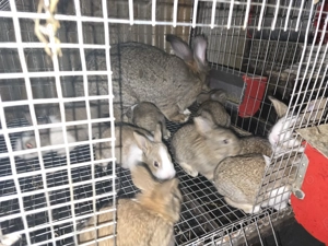 Iepuri carne Alb Pannon si Hycole francez - imagine 6