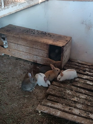 Iepurași de vanzare