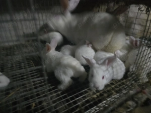 Iepuri carne Alb Pannon si Hycole francez - imagine 5