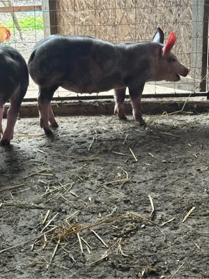 vand purcei  - imagine 2