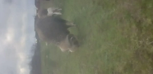 Vând doi berbeci si 11oi merinos de palas  - imagine 3