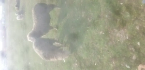 Vând doi berbeci si 11oi merinos de palas 