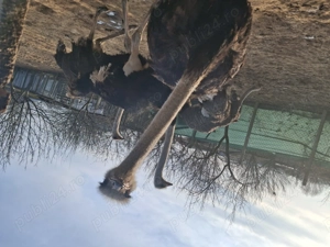 Struti de vinzare - imagine 5