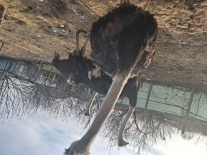 Struti de vinzare - imagine 4