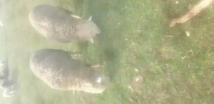 Vând doi berbeci si 11oi merinos de palas  - imagine 2