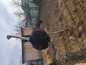 Struti de vinzare - imagine 2