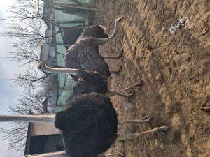 Struti de vinzare - imagine 3